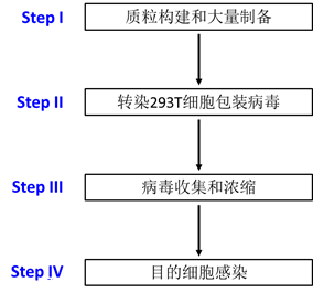 慢病毒包装流程