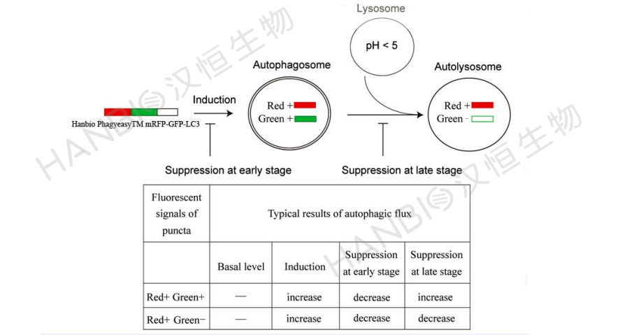 自噬作用原理图