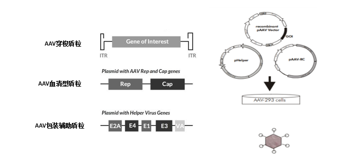 AAV病毒载体的包装示意图