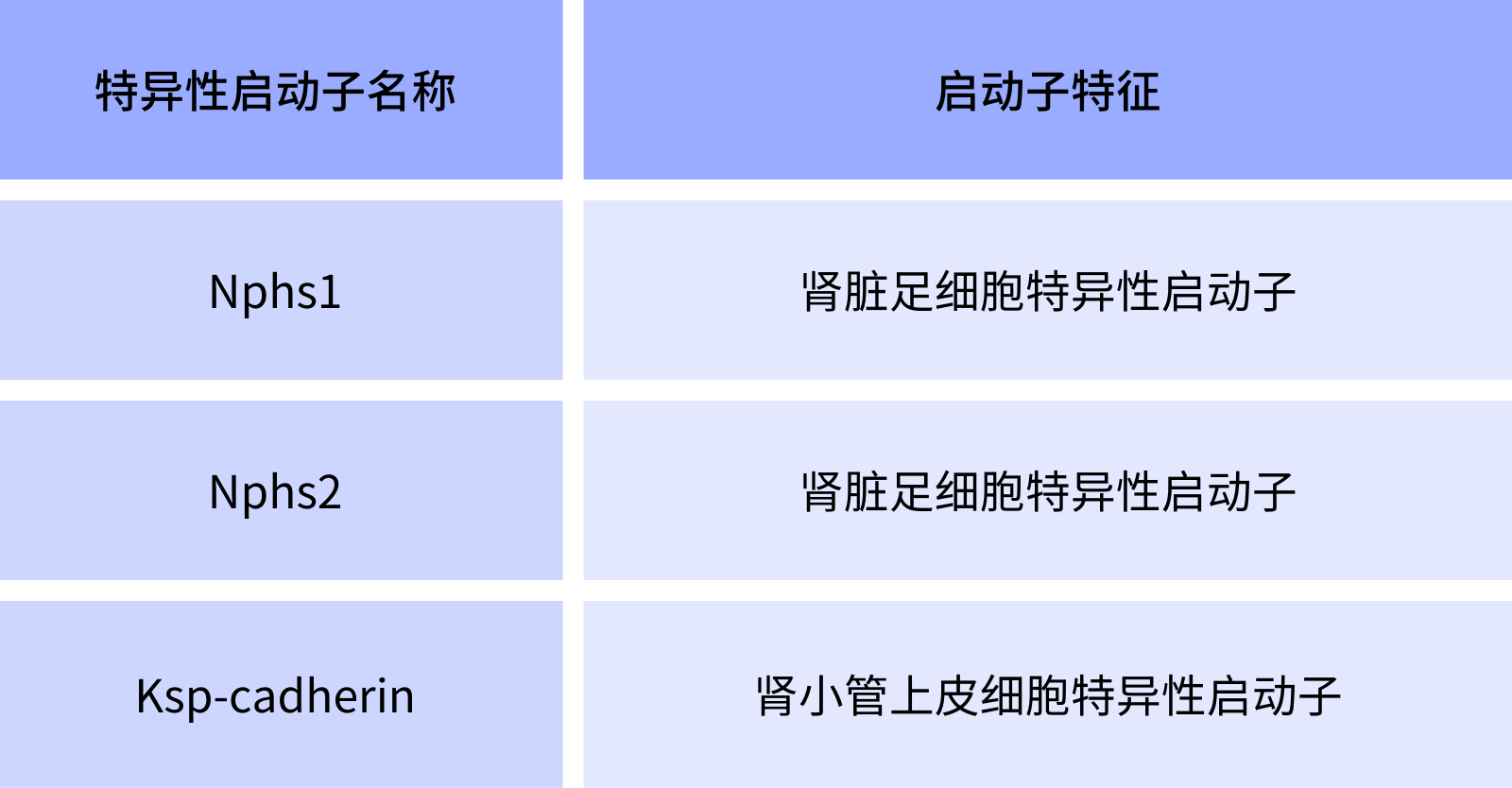 汉恒生物肾脏特异性启动子