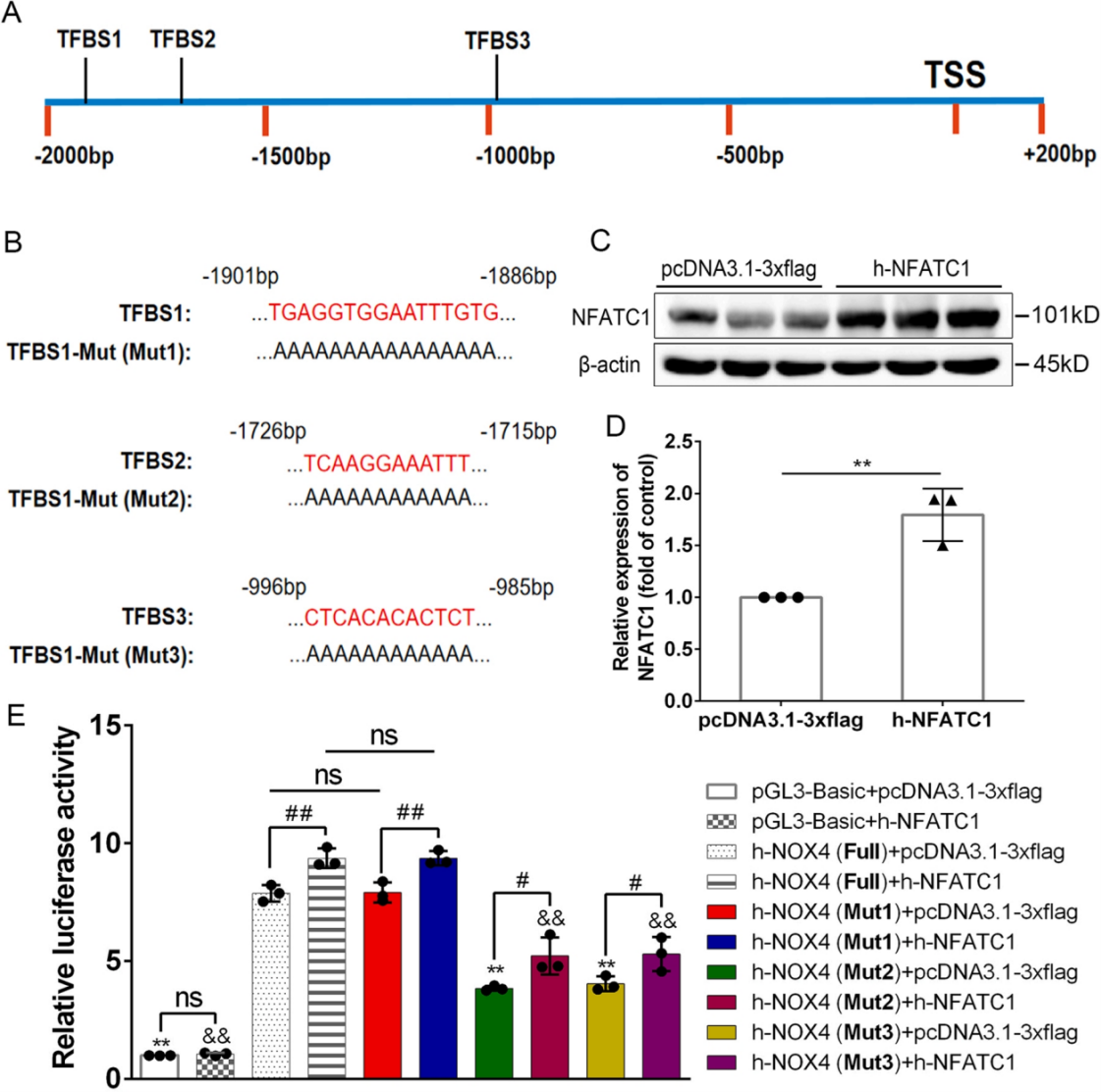 NFATC1与 NOX4启动子的双荧光素酶验证