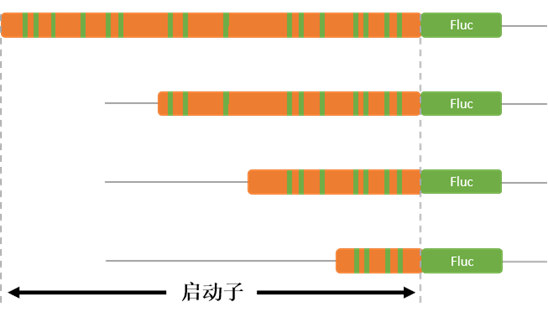 启动子截断示意图
