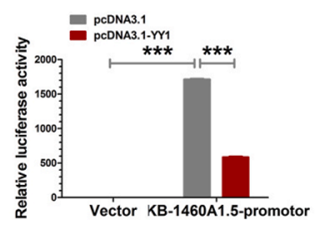 YY1与KB-1460A1.5启动子双荧光素酶验证