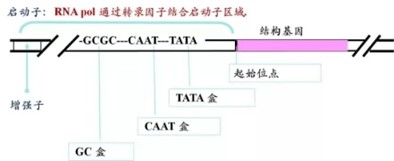 启动子关键元件