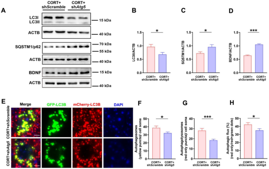 AAV特异性敲低神经元中的Atg5