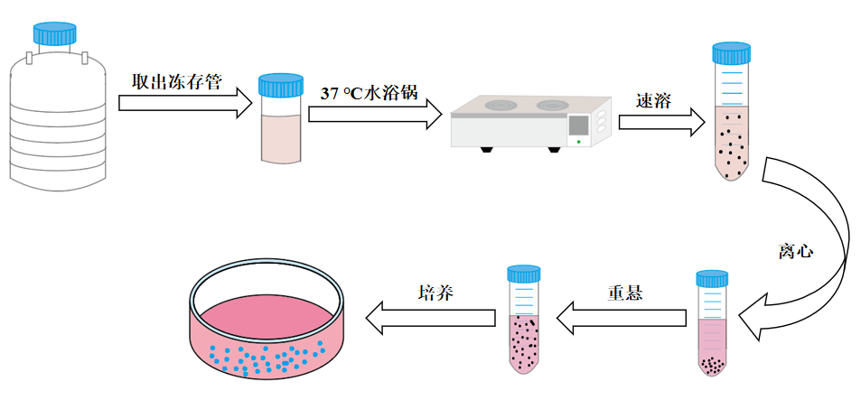 细胞复苏操作示意图