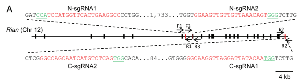 LncRNA敲除sgRNA位置