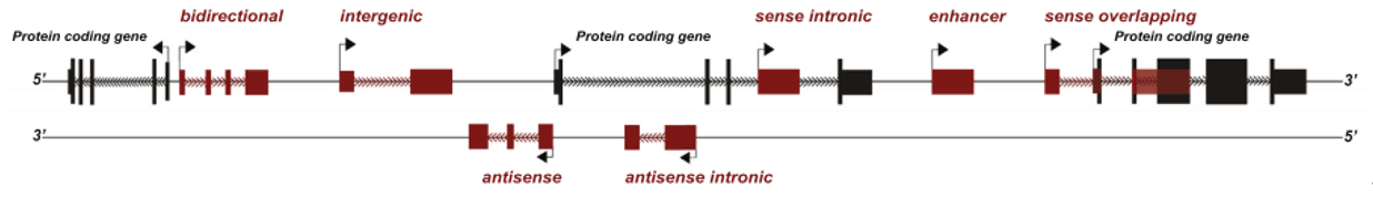 LncRNA基因组位置分类