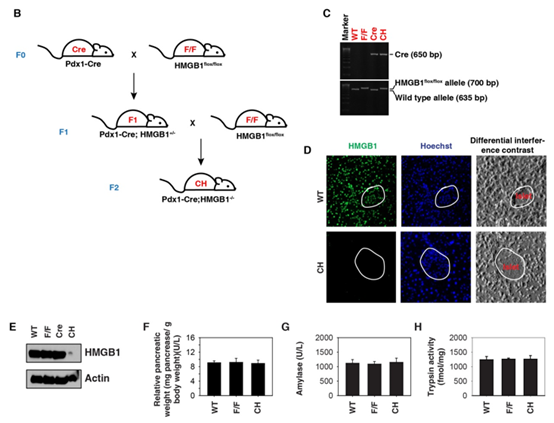 使用Pdx1启动子在胰腺组织中特异性敲除HKGB1