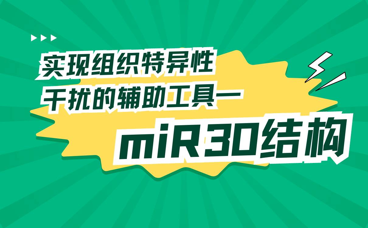 miR30结构