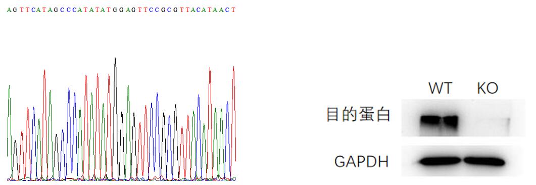 CRISPR/Cas9基因敲除