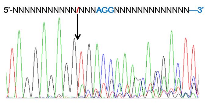 CRISPR/Cas9基因敲除