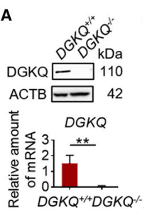 CRISPR/Cas9基因敲除