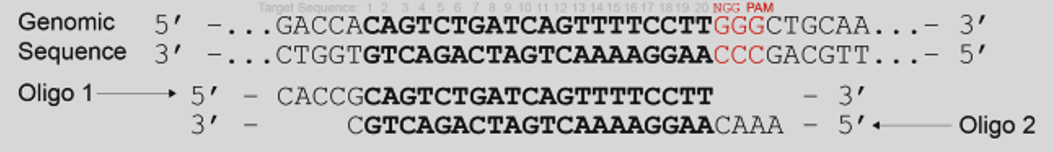 CRISPR/Cas9基因敲除