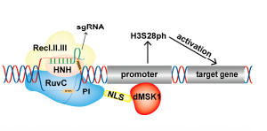 CRISPR/Cas9