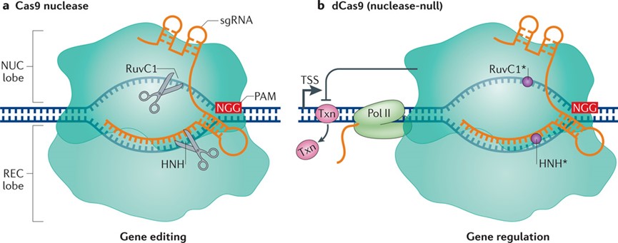 CRISPR/Cas9