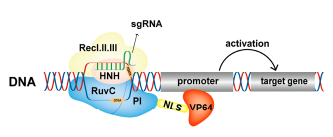 CRISPR/Cas9