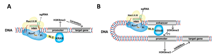 CRISPR/Cas9