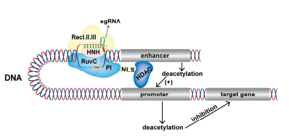 CRISPR/Cas9