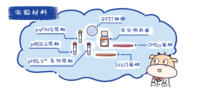 慢病毒包装操作流程