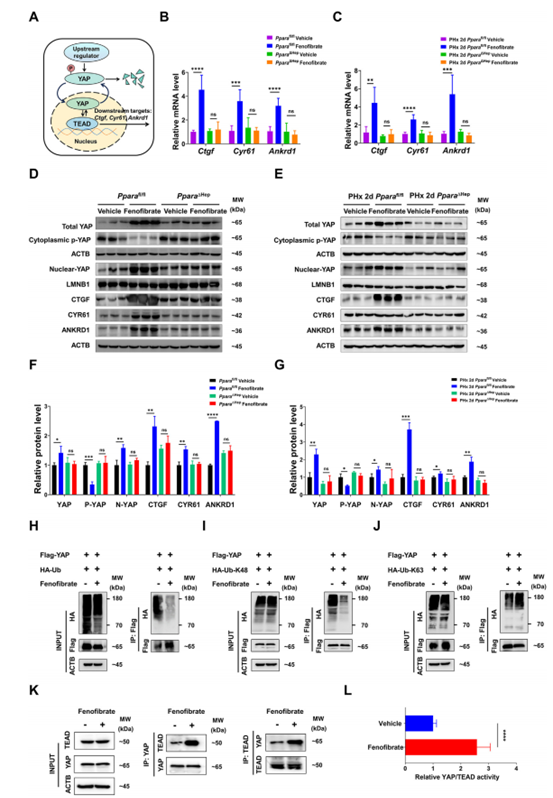 非诺贝特调控YAP信号通