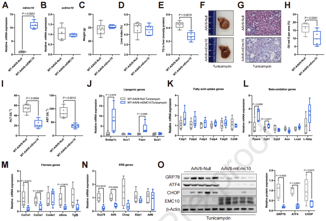小鼠肝脏过表达mEMC10可改善衣霉素诱发的肝脂肪变性