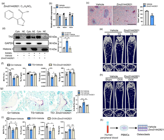 Zinc01442821抑制破骨细胞生成，防止机械负荷减少和OVX诱导的骨质疏松症