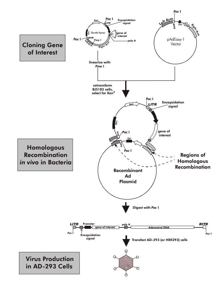 Adeasy系统腺病毒质粒基因组重组示意图