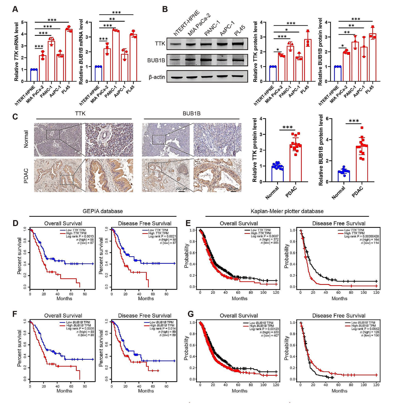 TTK和BUB1B的高水平与PDAC的恶性相关
