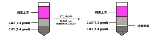 腺病毒包装步骤