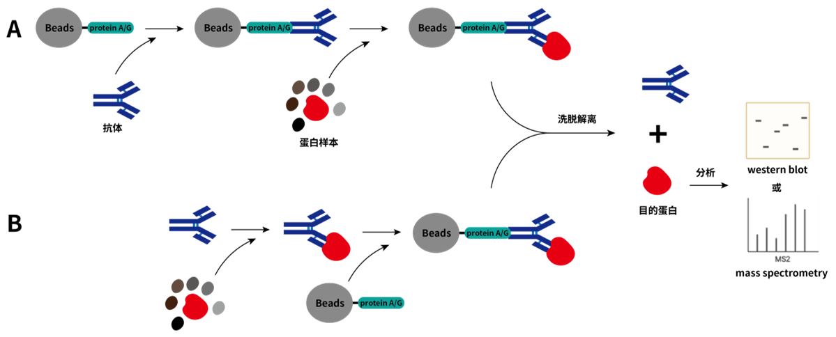 预固定抗体（A）和游离抗体（B）进行免疫沉淀的示意图