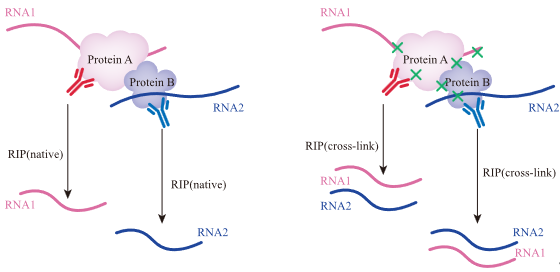 自然沉淀法和交联RNA免疫沉淀法对比