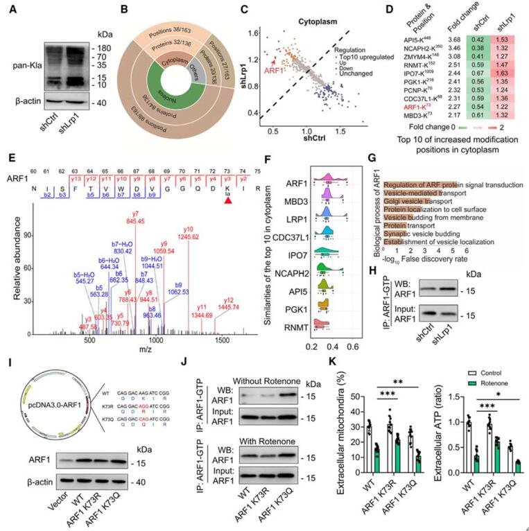 ARF1-K73乳酸化抑制LRP1诱导的线粒体释放