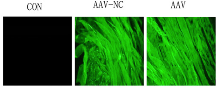大鼠背部皮肤AAV注射感染后荧光表达效果图