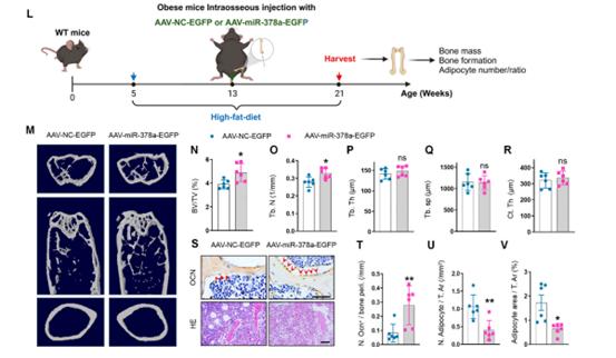 miR-378a过表达增加肥胖小鼠骨量