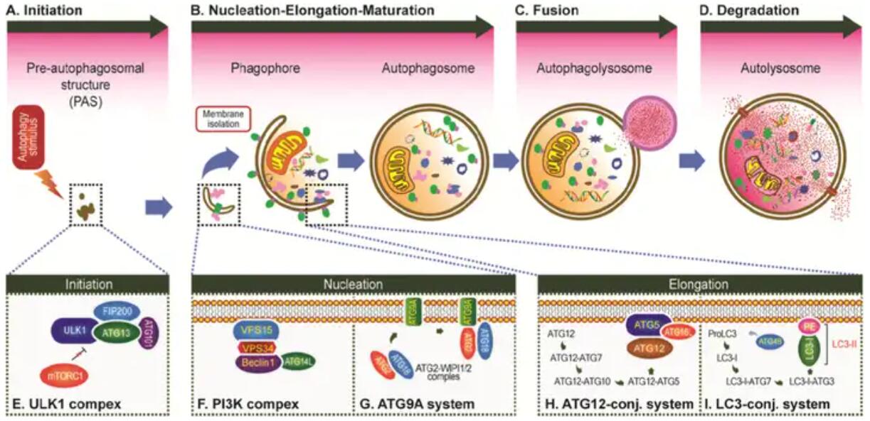 细胞自噬的发生过程