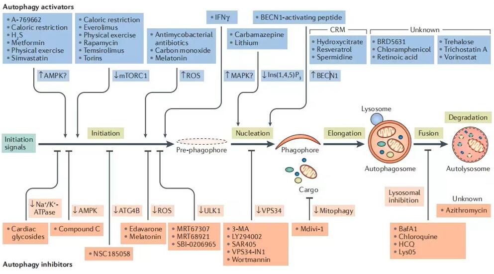 噬通路调控药物