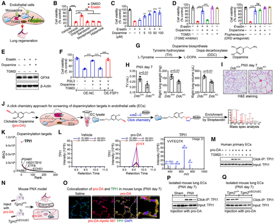  TPI1是TGM2介导的多巴胺化靶标，可抑制再生肺内皮细胞中的铁死亡