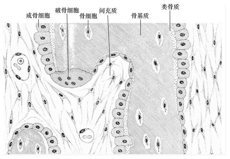 骨骼组织的结构