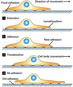 细胞迁移过程示意图