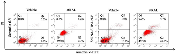 Annexin V/PI双染的细胞凋亡流式结果
