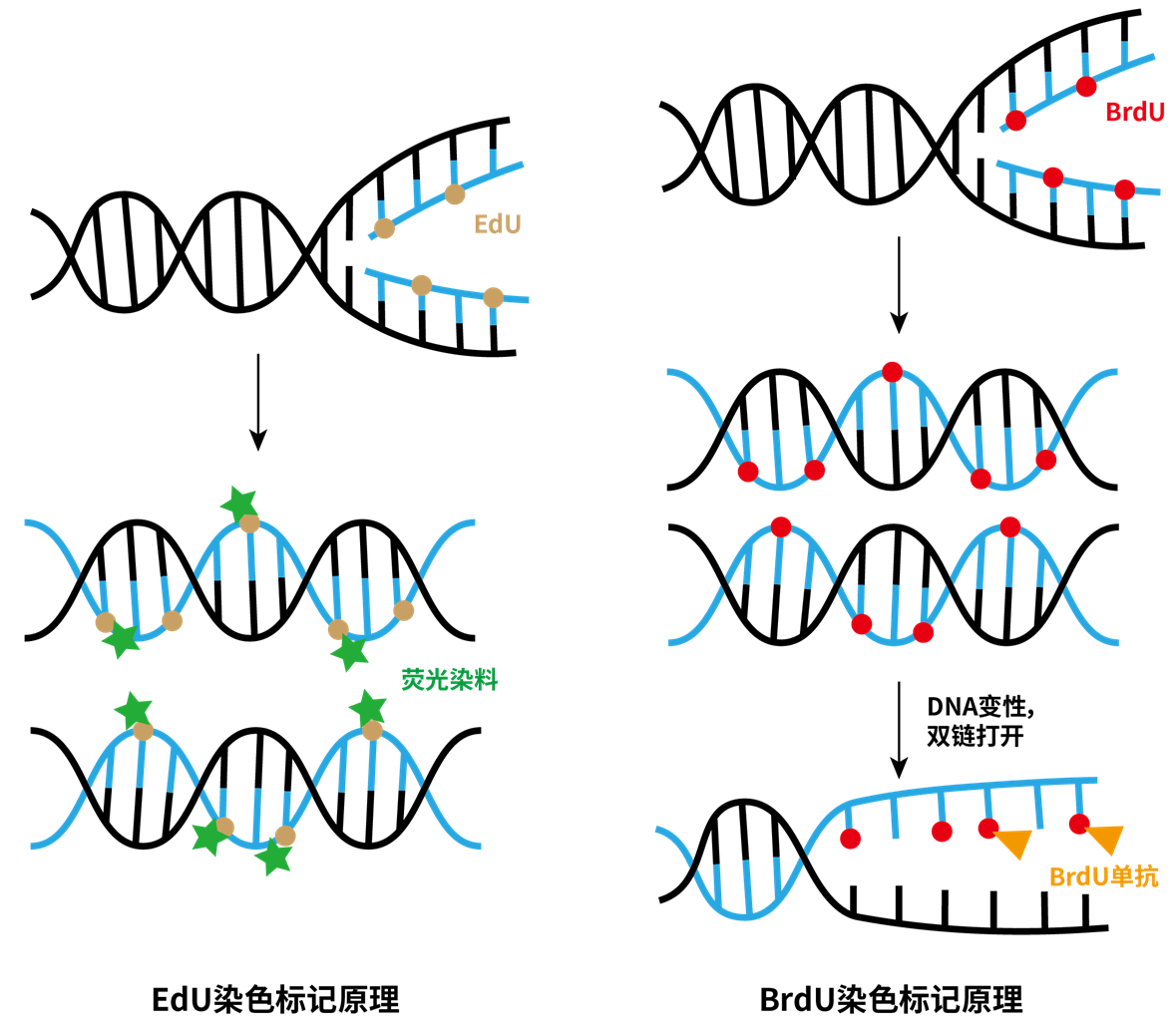 EdU（左）和BrdU（右）标记DNA示意图