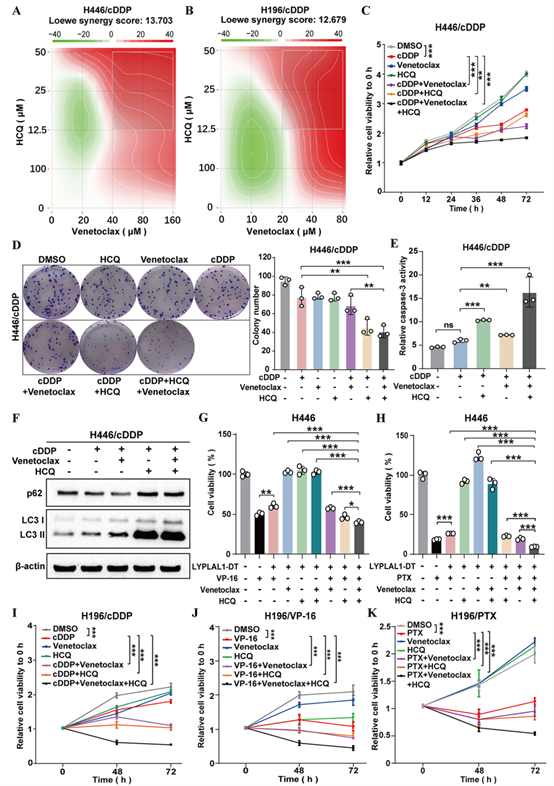cDDP/VP-16/PTX、venetoclax和HCQ联合用药可促进体外化疗耐药SCLC细胞死亡