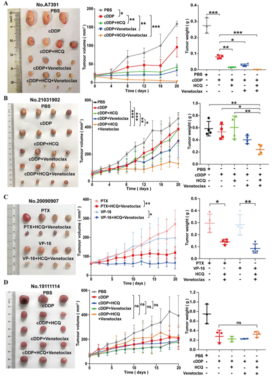 三联疗法可显著缩小PDX小鼠模型化疗耐药SCLC的肿瘤体积