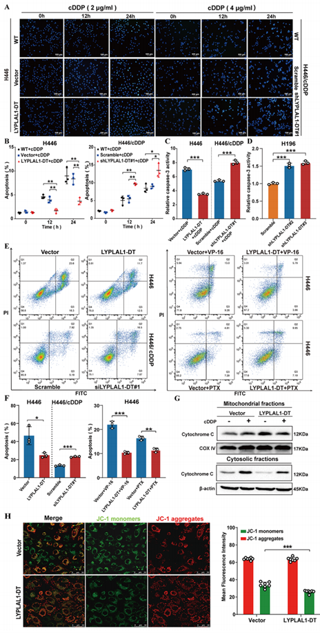 LYPLAL1-DT通过抑制细胞凋亡降低SCLC细胞的化疗敏感性