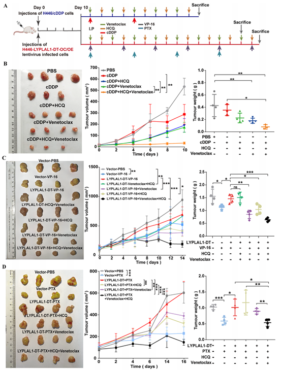 三联疗法可显著缩小CDX小鼠模型化疗耐药SCLC的肿瘤体积