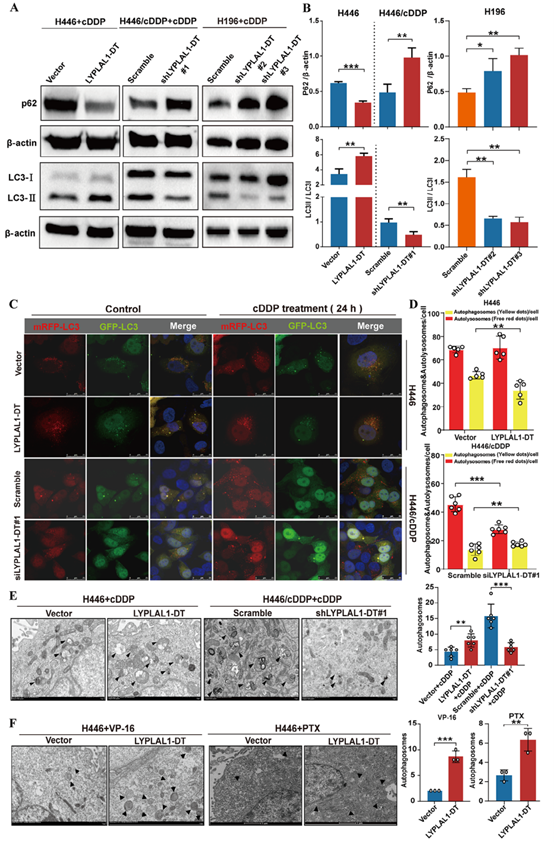 LYPLAL1-DT通过促进自噬来降低SCLC细胞的化疗敏感性
