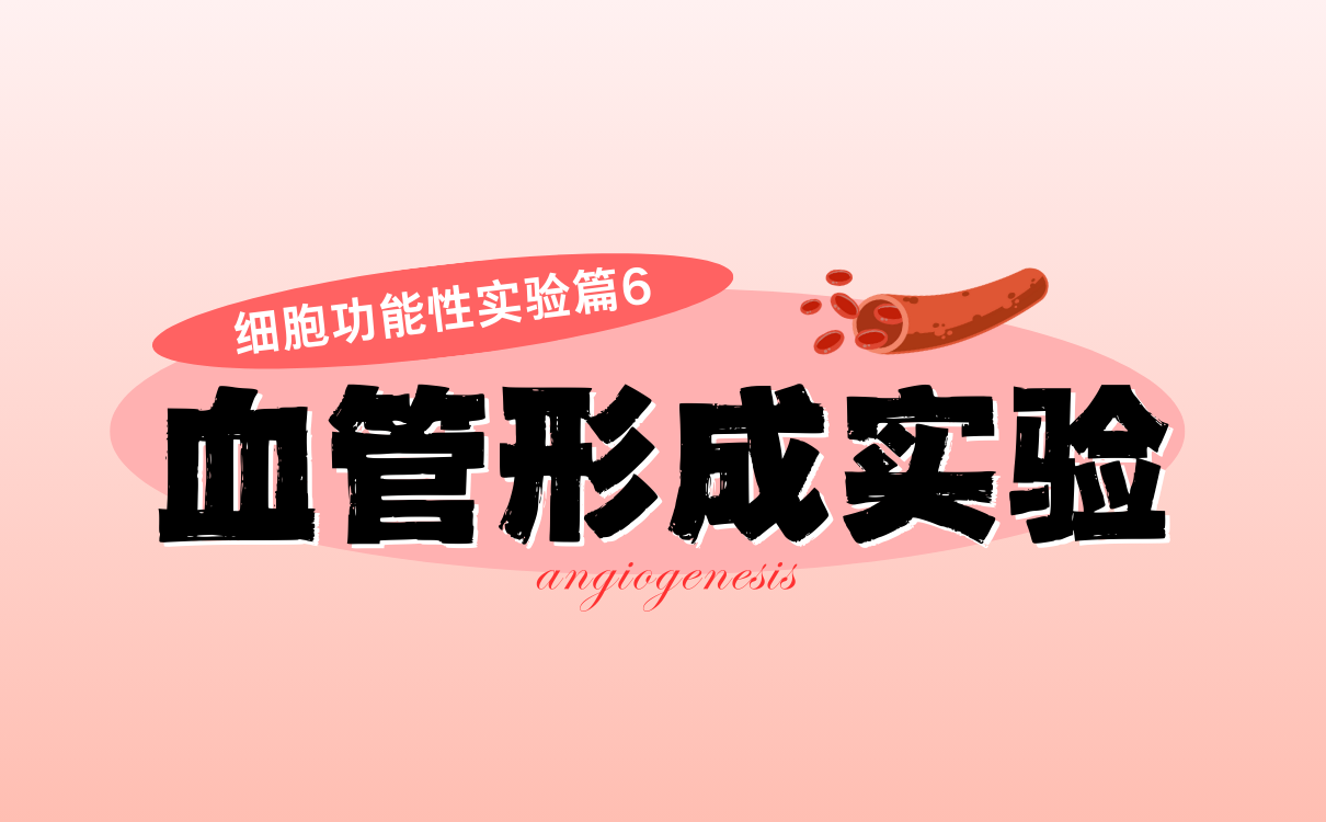 血管形成实验