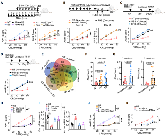 L. murinus对于应激引起内脏高敏感性的过程至关重要
