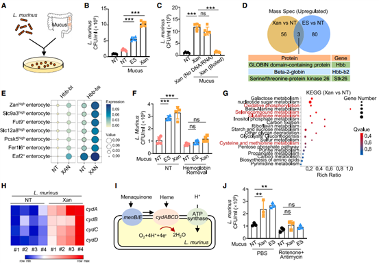 粘液中的血红蛋白促进了L. murinus的扩增